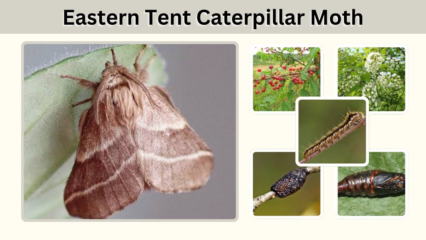 Eastern Tent Caterpillar Moth: Identification and Life Cycle