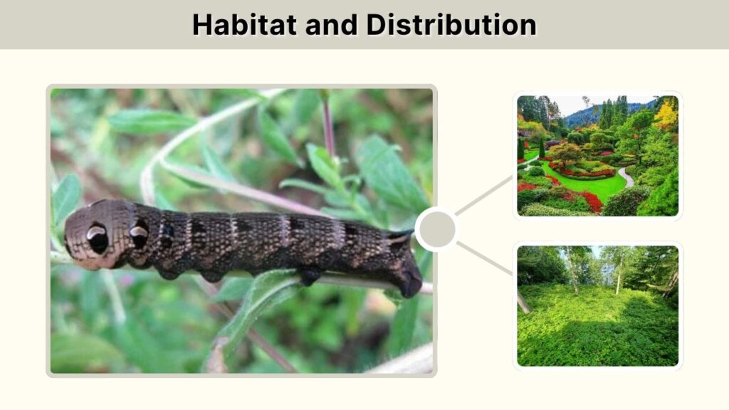 Habitat and Distribution