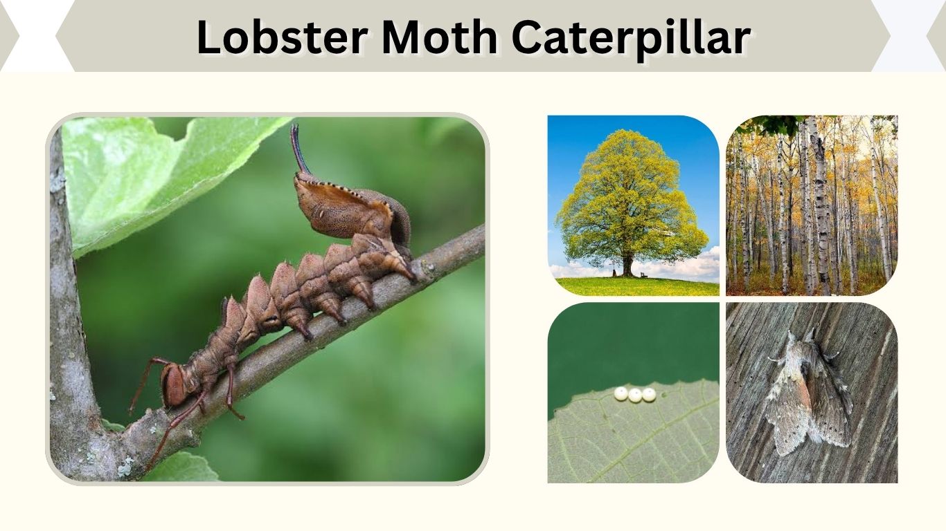 Lobster Moth Caterpillar: Identification, Diet and Life Cycle