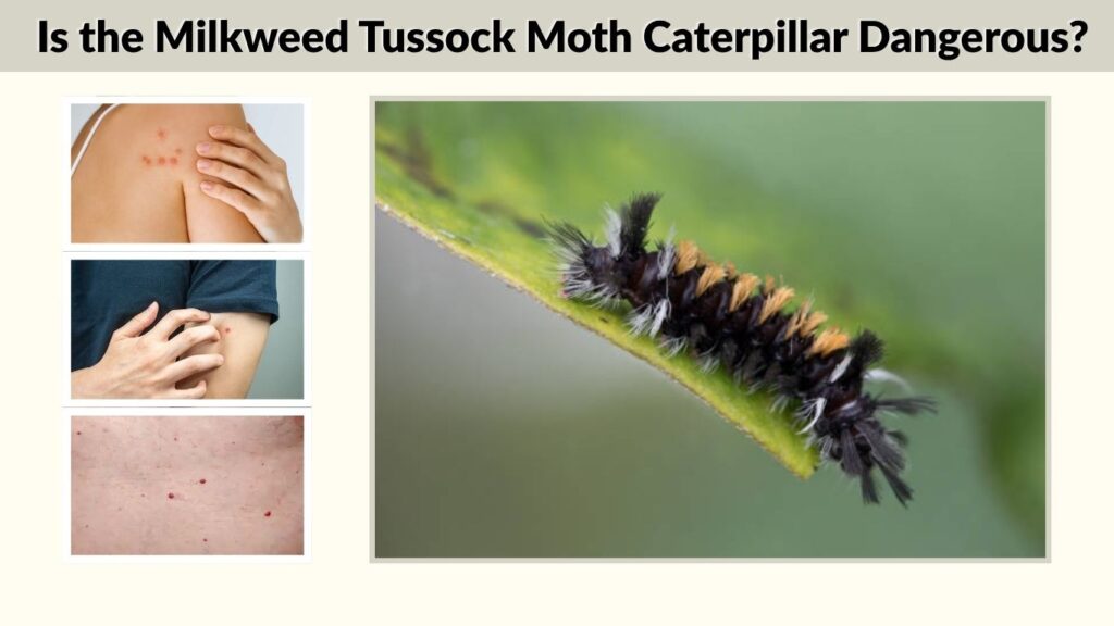 Is the Milkweed Tussock Moth Caterpillar Dangerous?