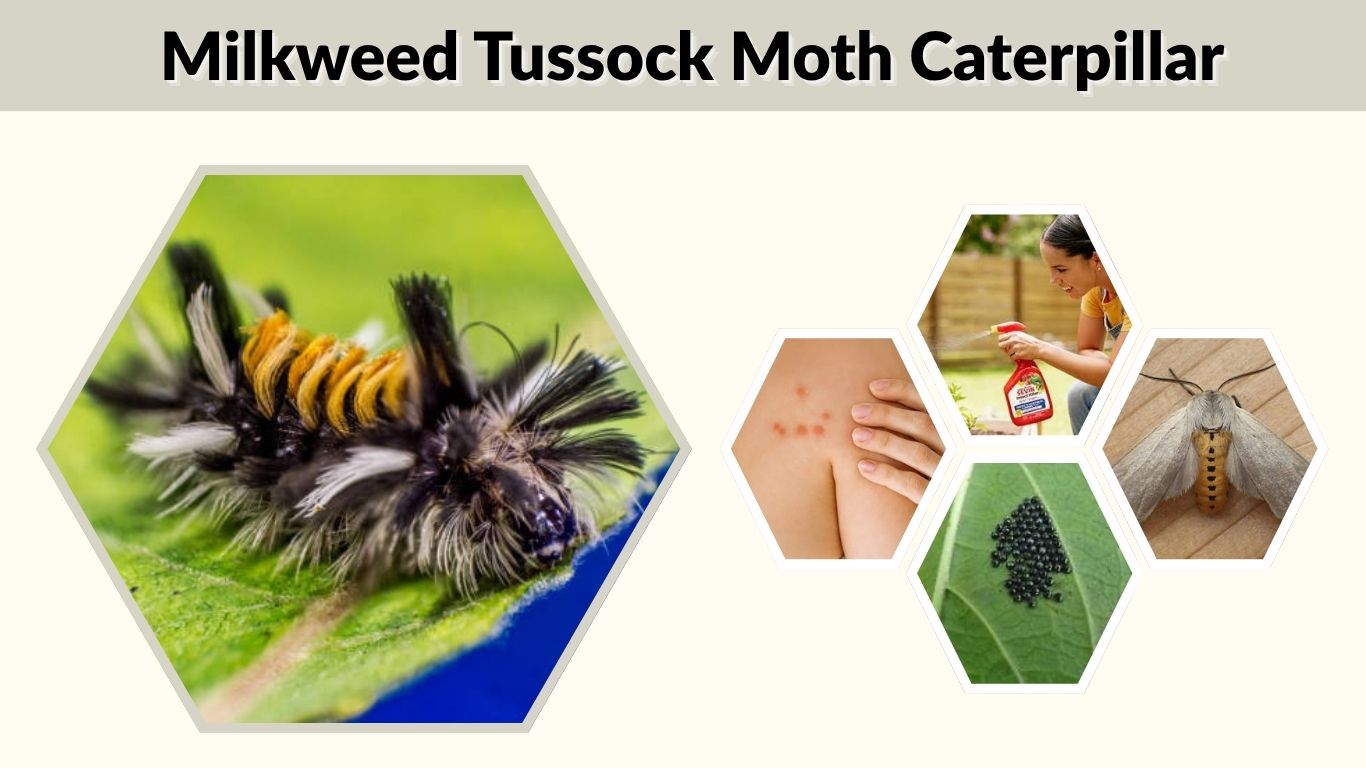 Milkweed Tussock Moth Caterpillar: Identification and Facts