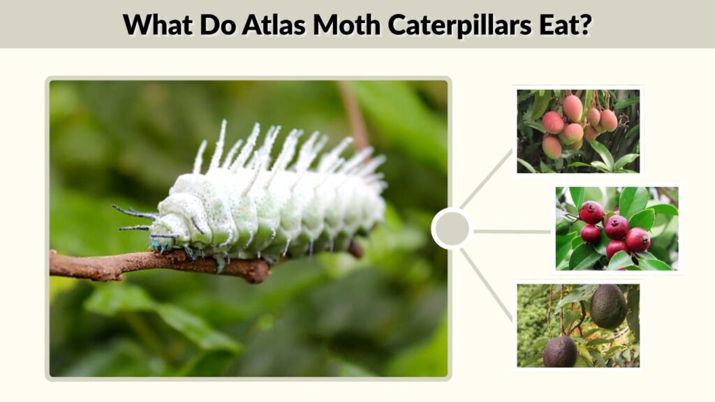 What Do Atlas Moth Caterpillars Eat?