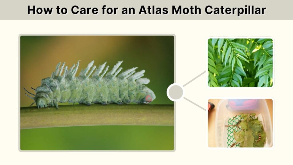 How to Care for an Atlas Moth Caterpillar