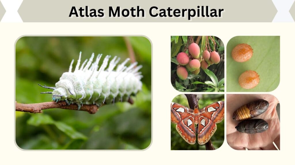 Atlas Moth Caterpillar: Size, Diet, Life Cycle and Care