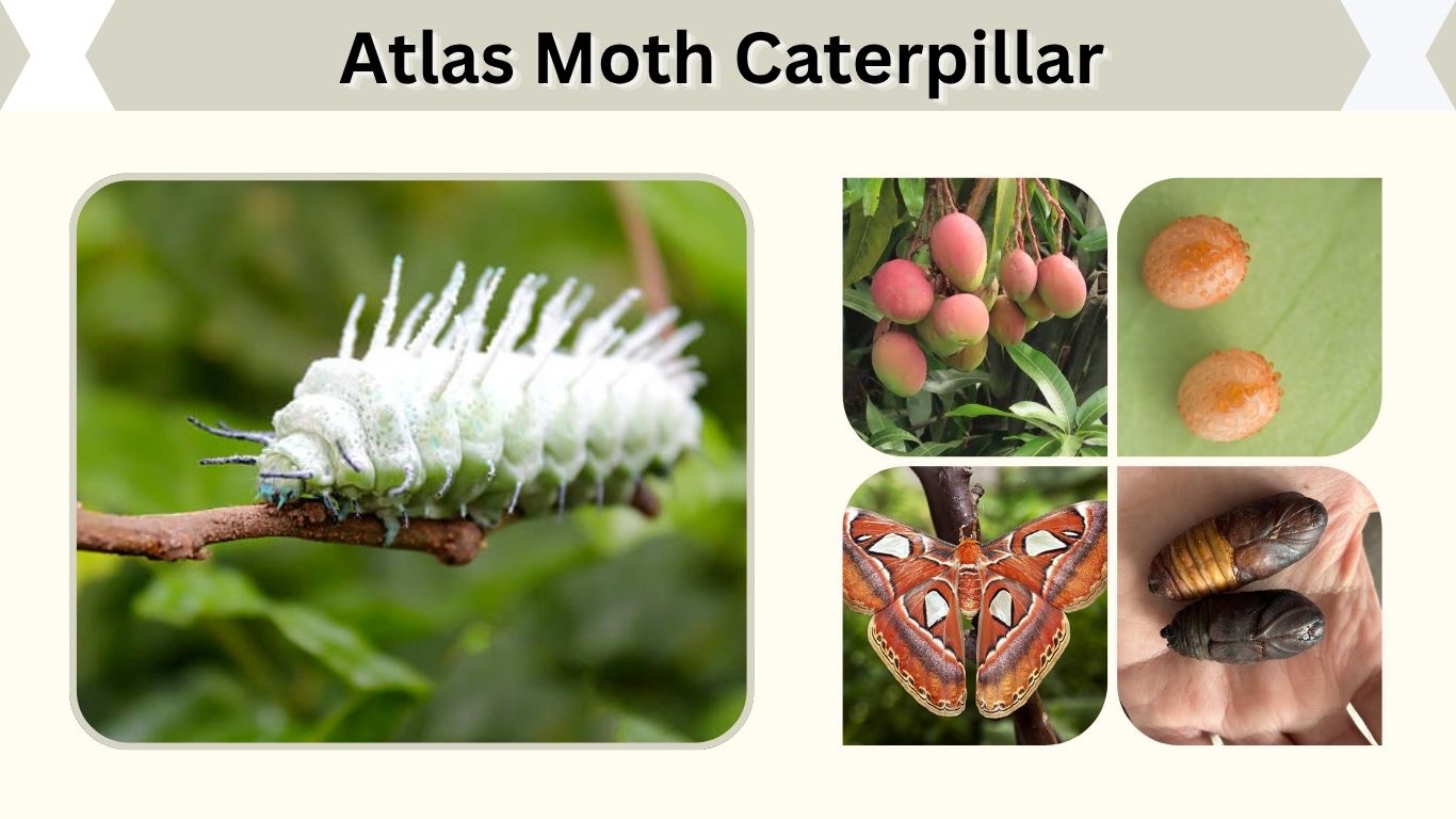 Atlas Moth Caterpillar: Size, Diet, Life Cycle and Care