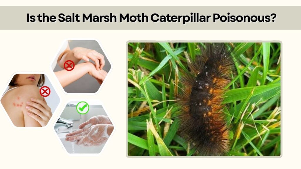 Is the Salt Marsh Moth Caterpillar Poisonous?
