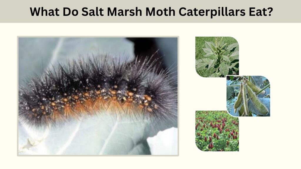 What Do Salt Marsh Moth Caterpillars Eat?