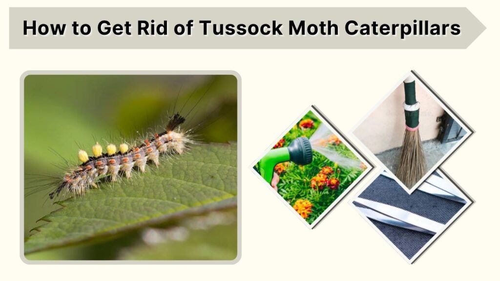 How to Get Rid of Tussock Moth Caterpillars