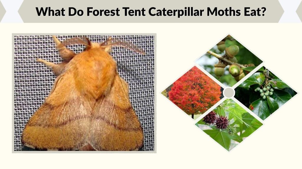 What Do Forest Tent Caterpillar Moths Eat?