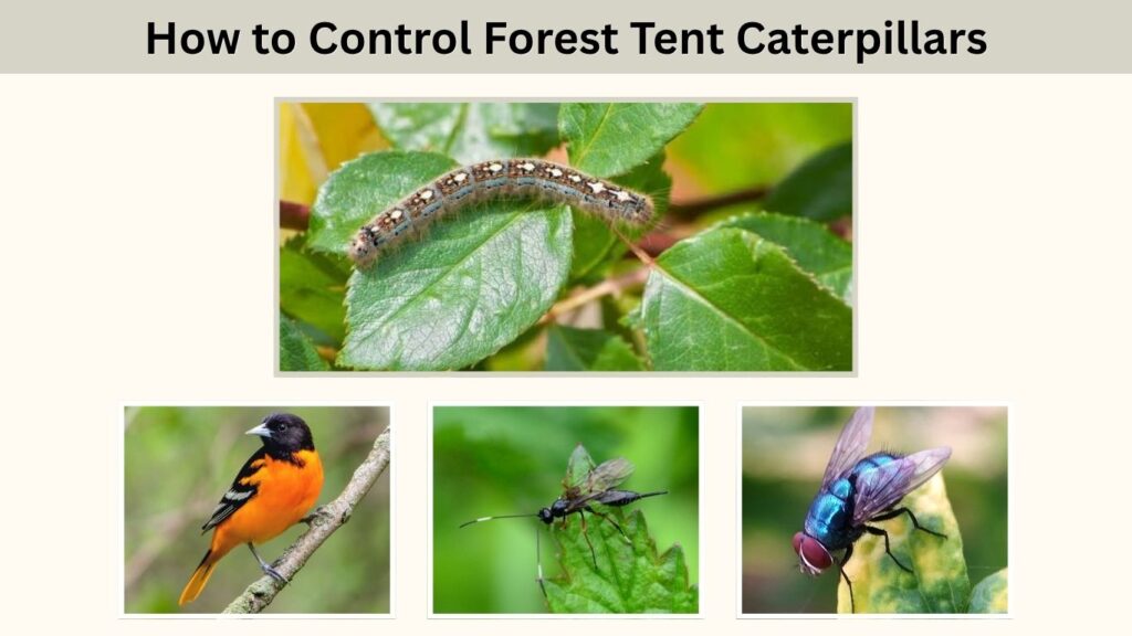 How to Control Forest Tent Caterpillars