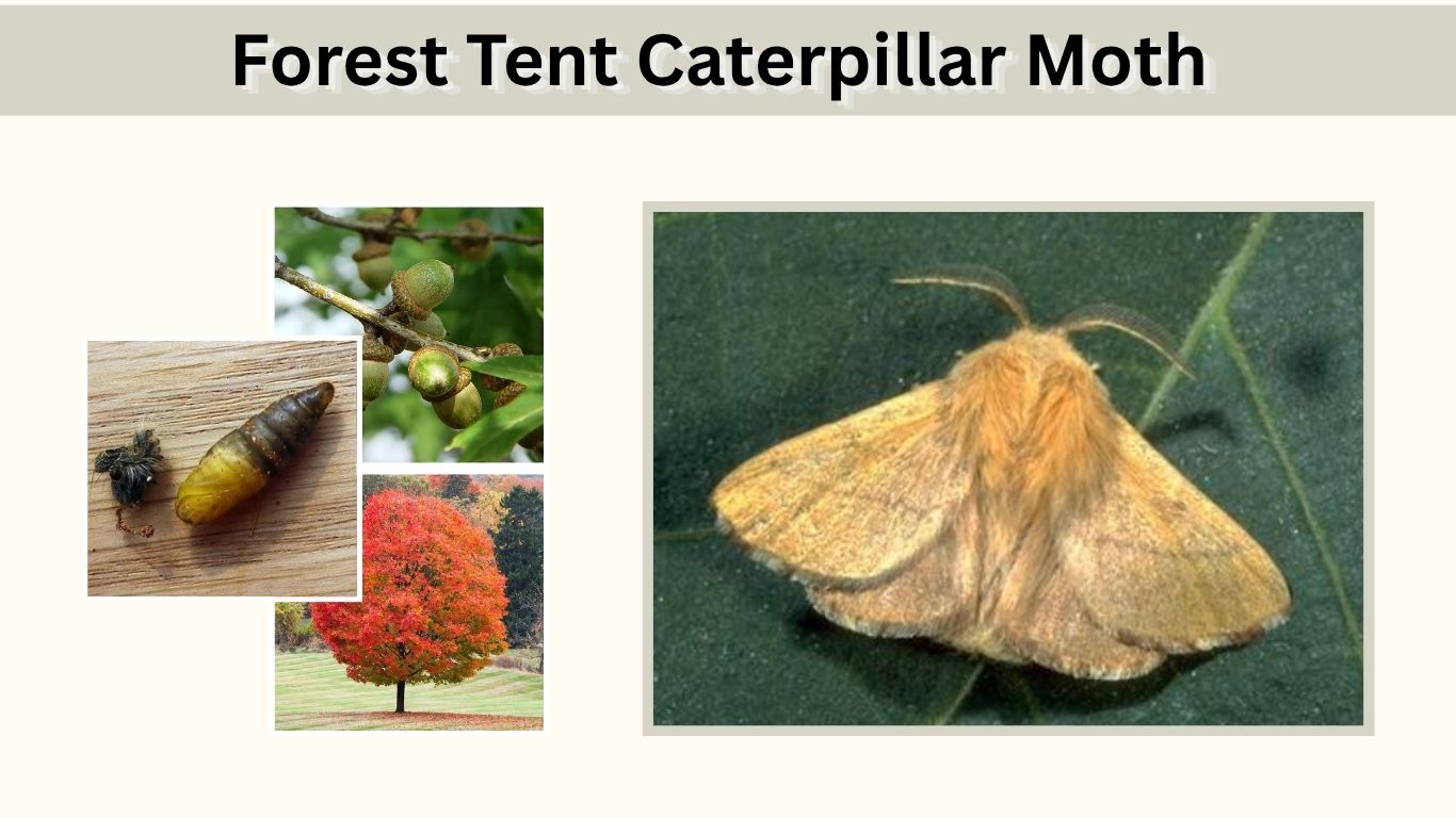 Forest Tent Caterpillar Moth: Identification, Diet and Life Cycle