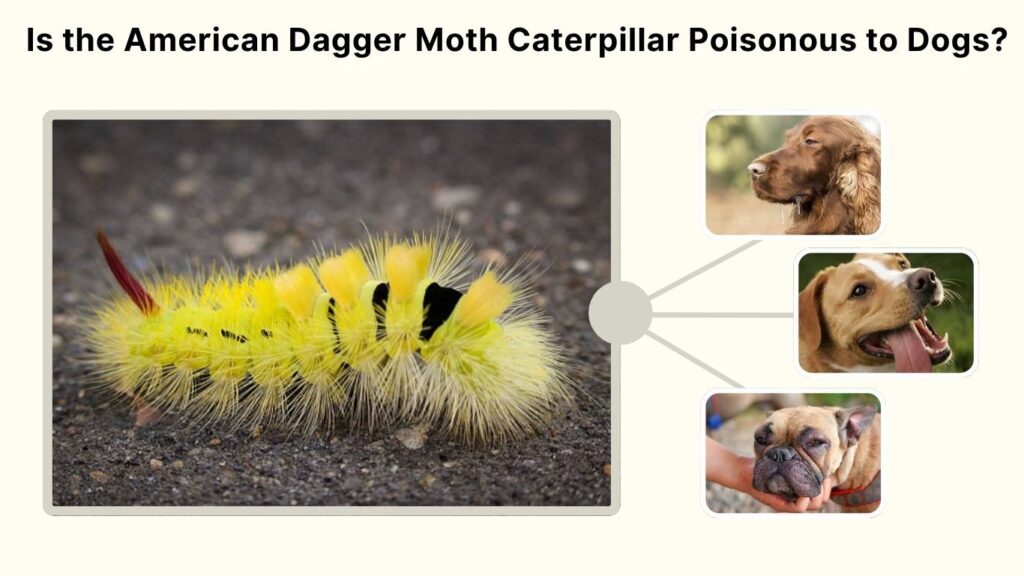 Is the American Dagger Moth Caterpillar Poisonous to Dogs?