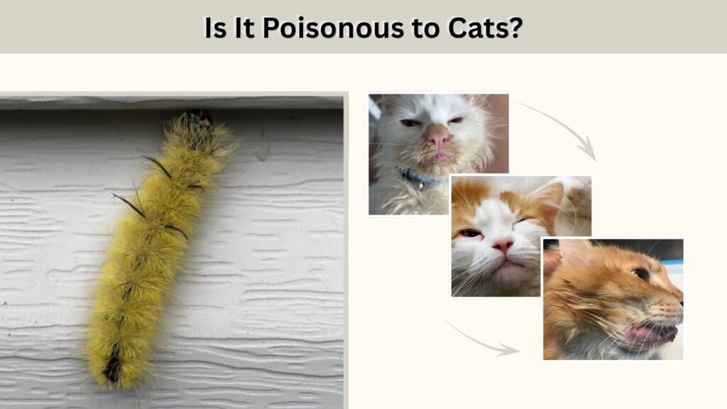 Is It Poisonous to Cats?