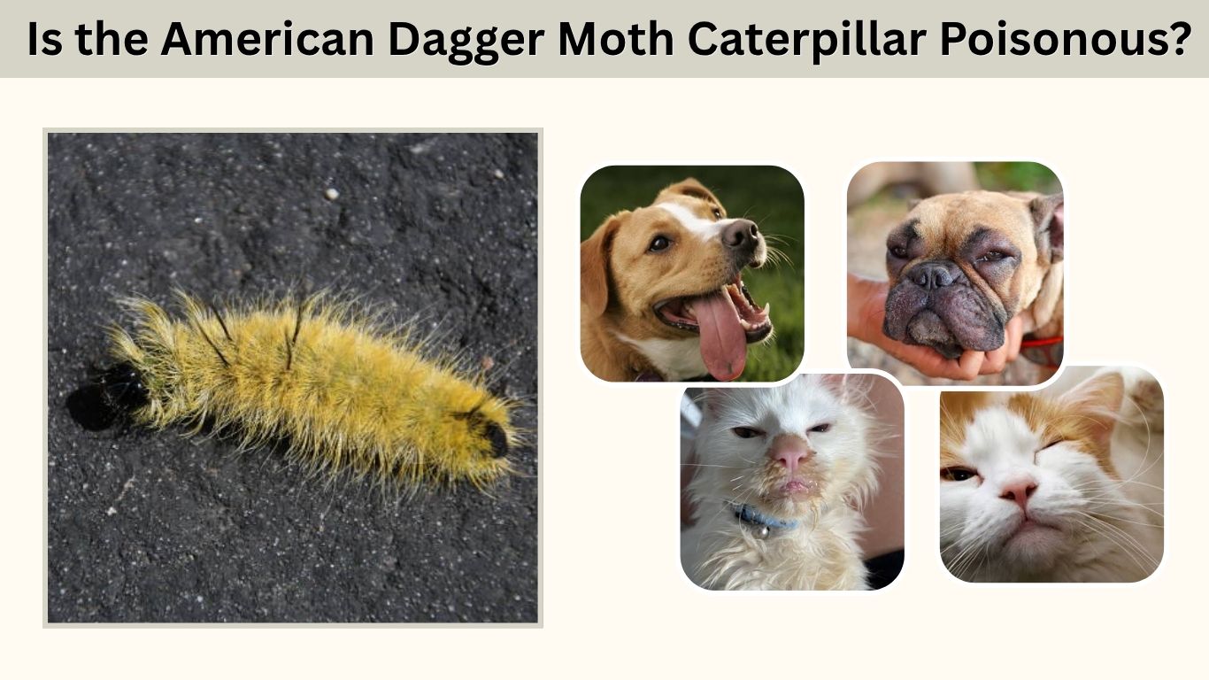 Is the American Dagger Moth Caterpillar Poisonous?