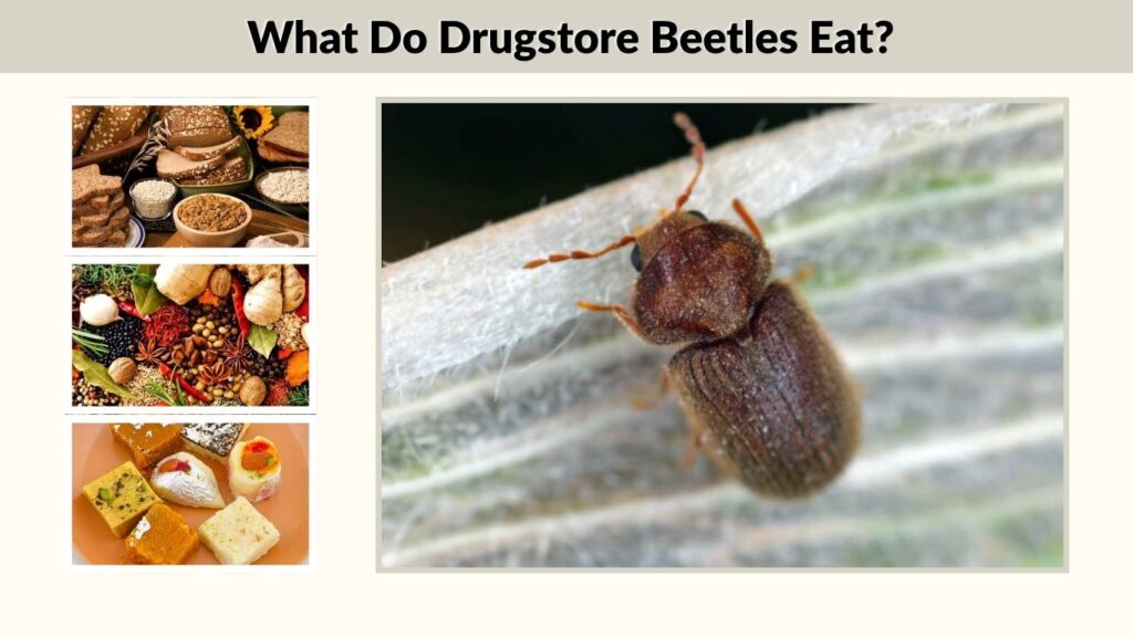 What Do Drugstore Beetles Eat?