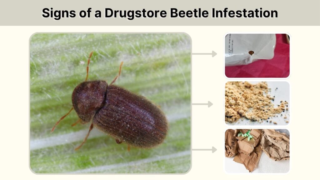 Signs of a Drugstore Beetle Infestation