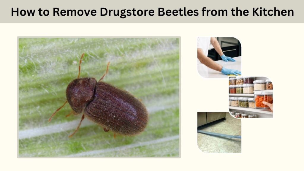 How to Remove Drugstore Beetles from the Kitchen