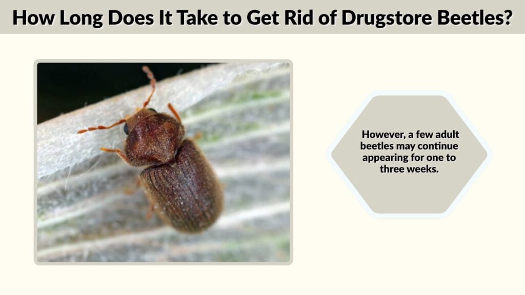 How Long Does It Take to Get Rid of Drugstore Beetles?