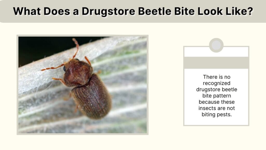 What Does a Drugstore Beetle Bite Look Like?