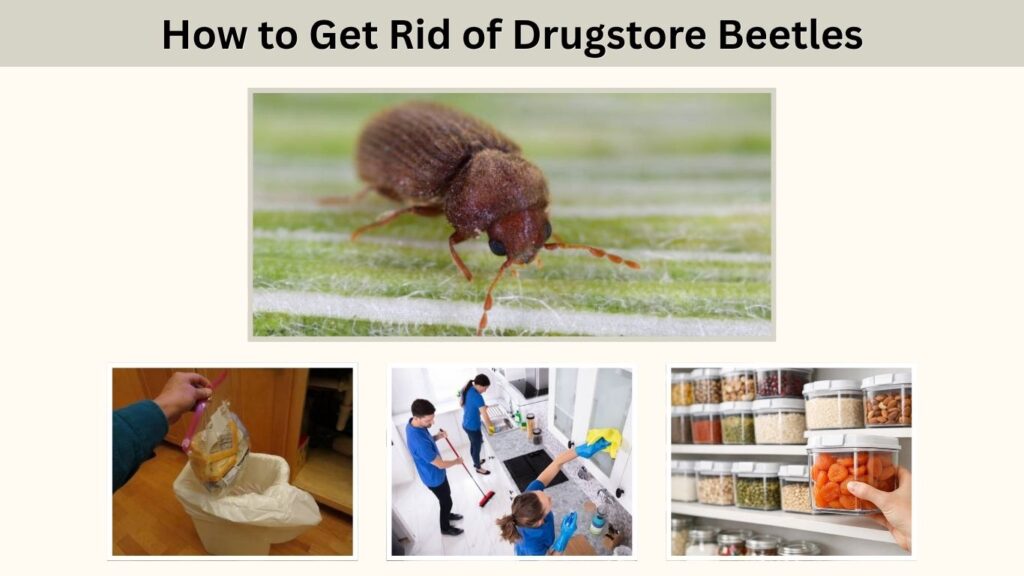 How to Get Rid of Drugstore Beetles