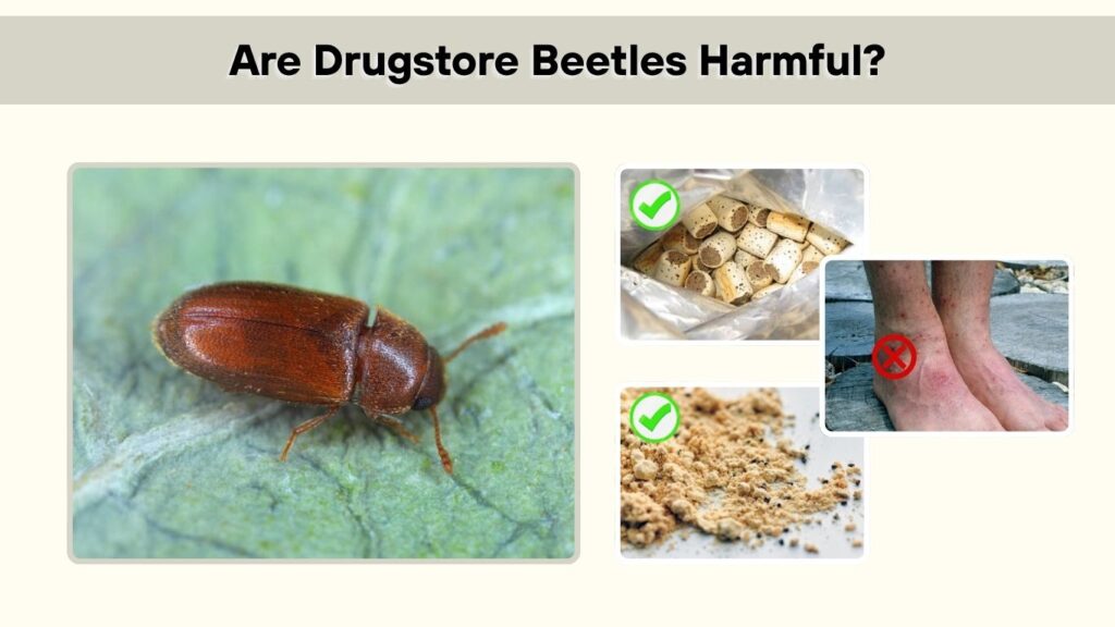 Are Drugstore Beetles Harmful?