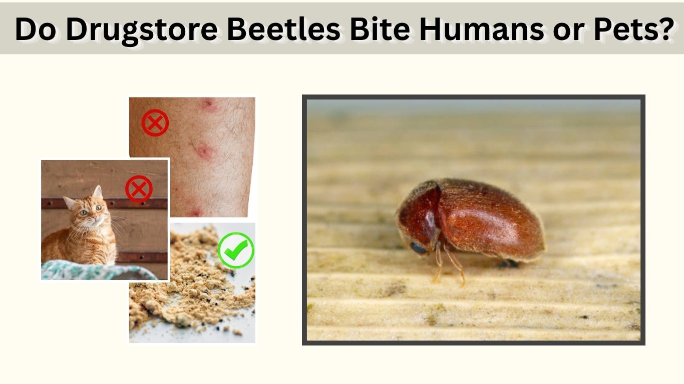 Do Drugstore Beetles Bite Humans or Pets?