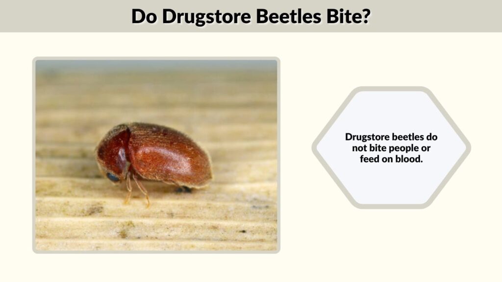 Do Drugstore Beetles Bite?