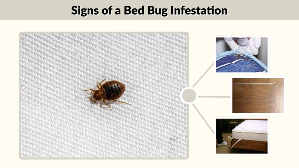 Signs of a Bed Bug Infestation
