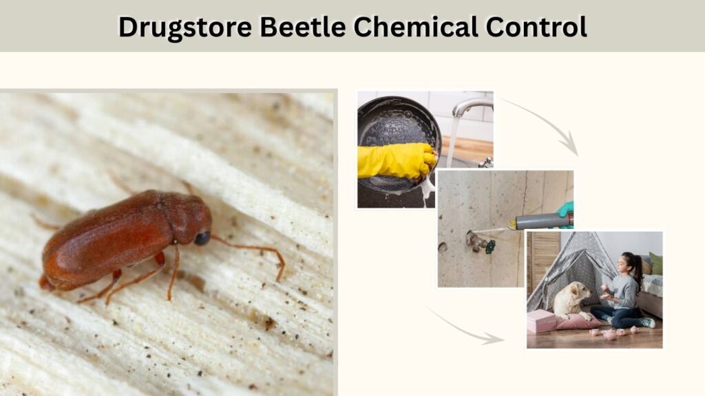Drugstore Beetle Chemical Control