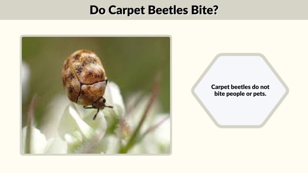 Do Carpet Beetles Bite?