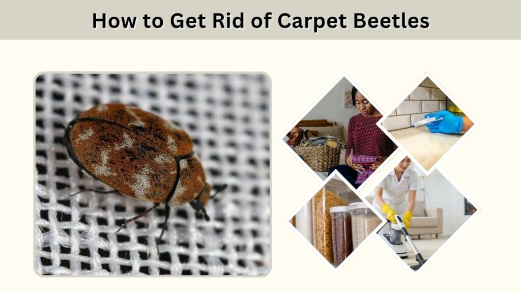 How to Get Rid of Carpet Beetles