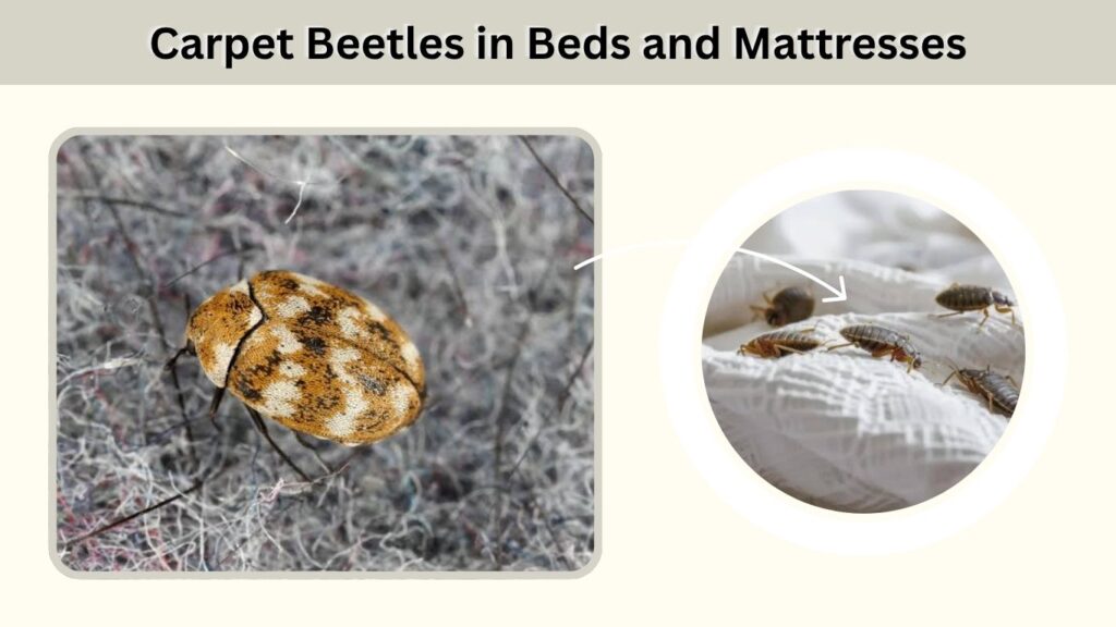 Carpet Beetles in Beds and Mattresses