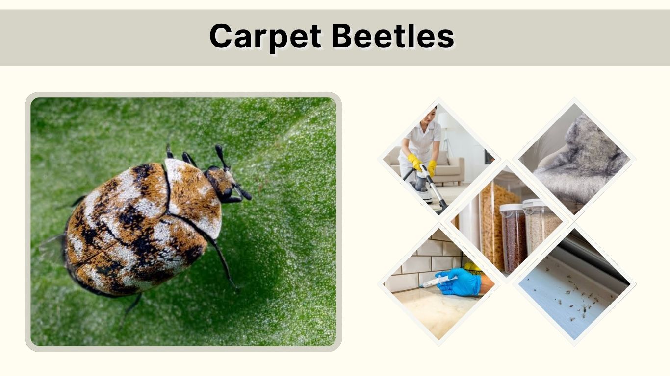 Carpet Beetles: Identification, Larvae, Bites, and Removal