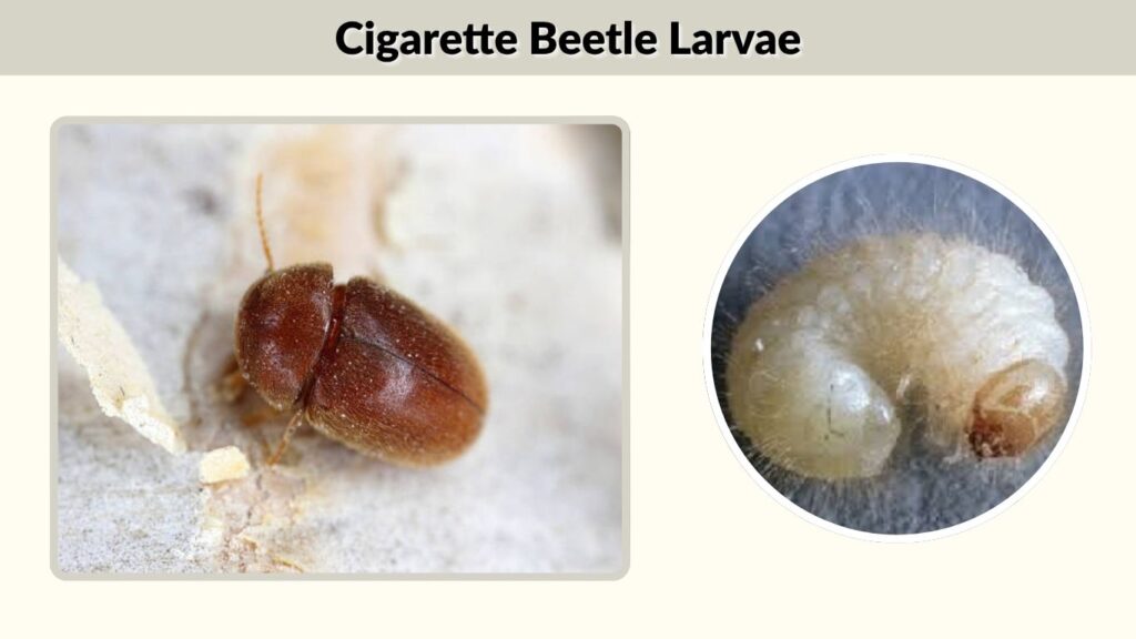 Cigarette Beetle Larvae