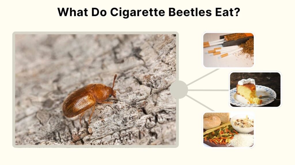 What Do Cigarette Beetles Eat?