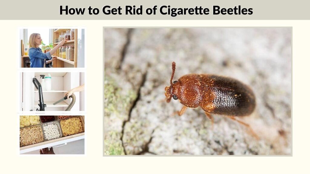 How to Get Rid of Cigarette Beetles