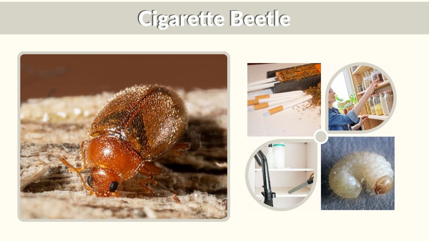 Cigarette Beetle: Identification, Damage, and Control