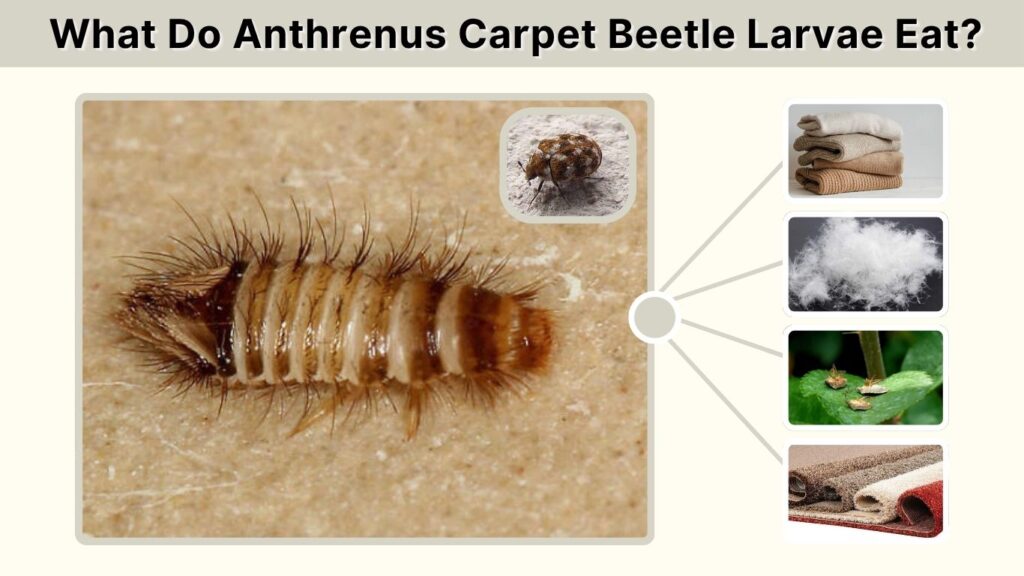 What Do Anthrenus Carpet Beetle Larvae Eat?