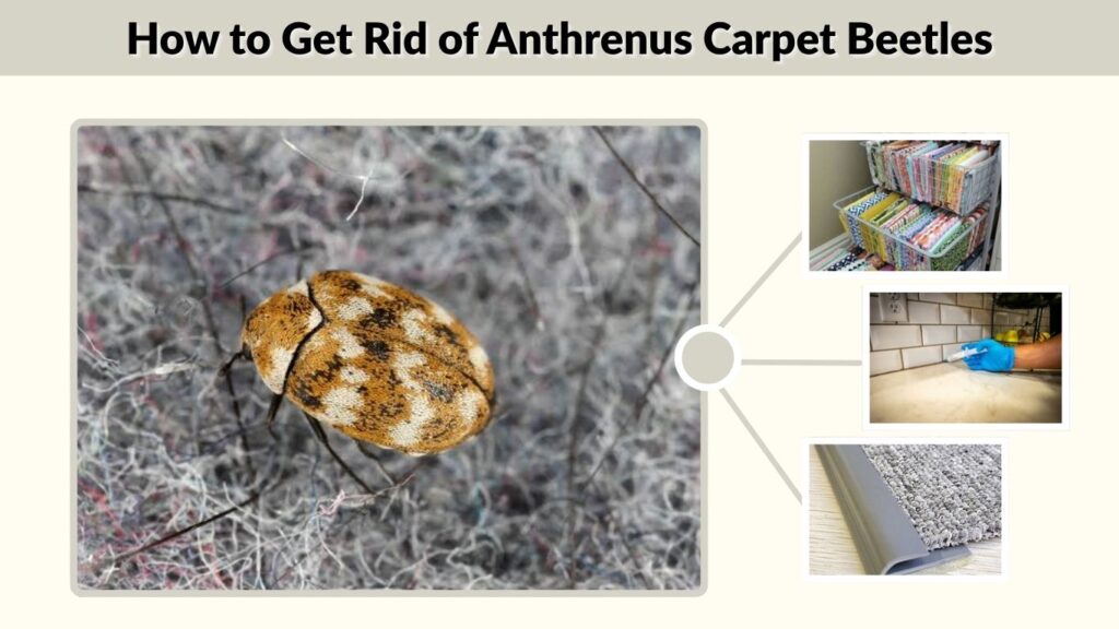 How to Get Rid of Anthrenus Carpet Beetles