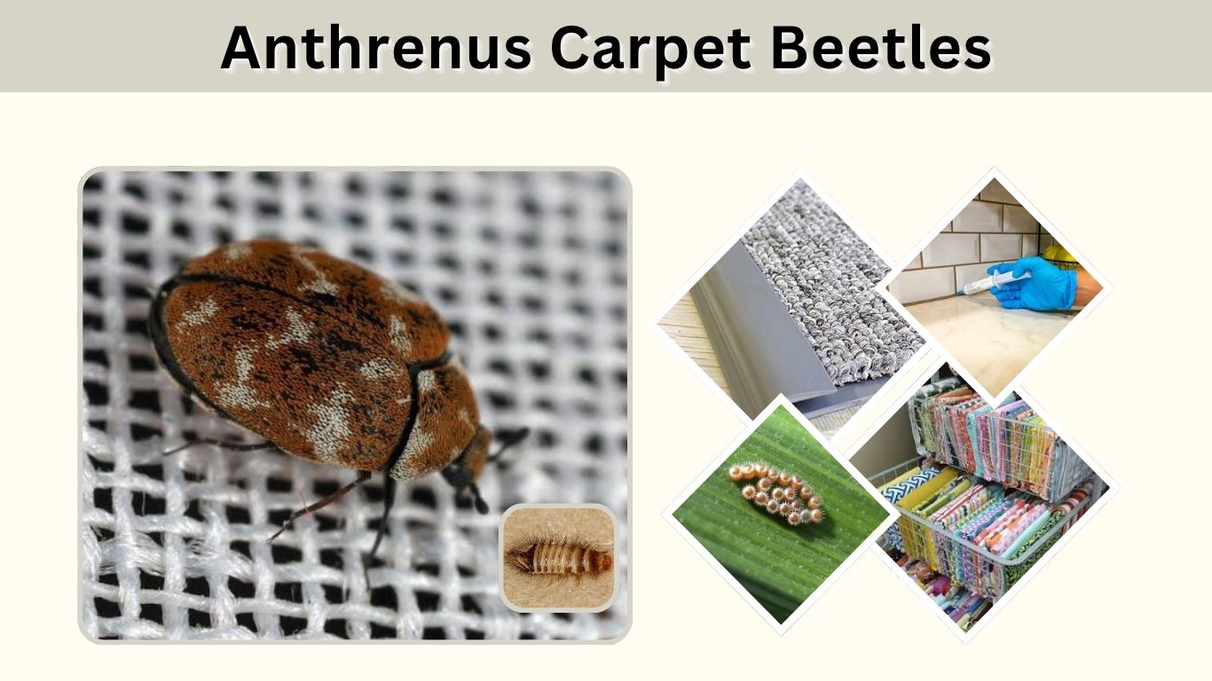 Anthrenus Carpet Beetles: Identification, Larvae, and Control