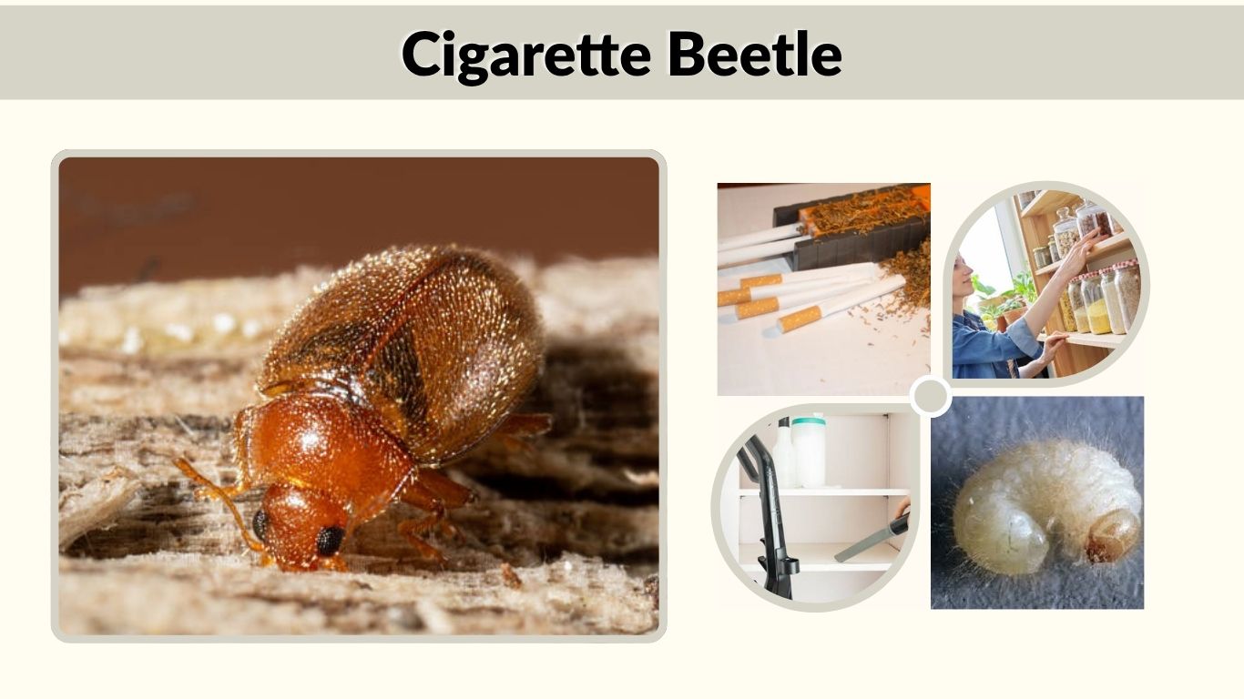 Cigarette Beetle: Identification, Damage, and Control