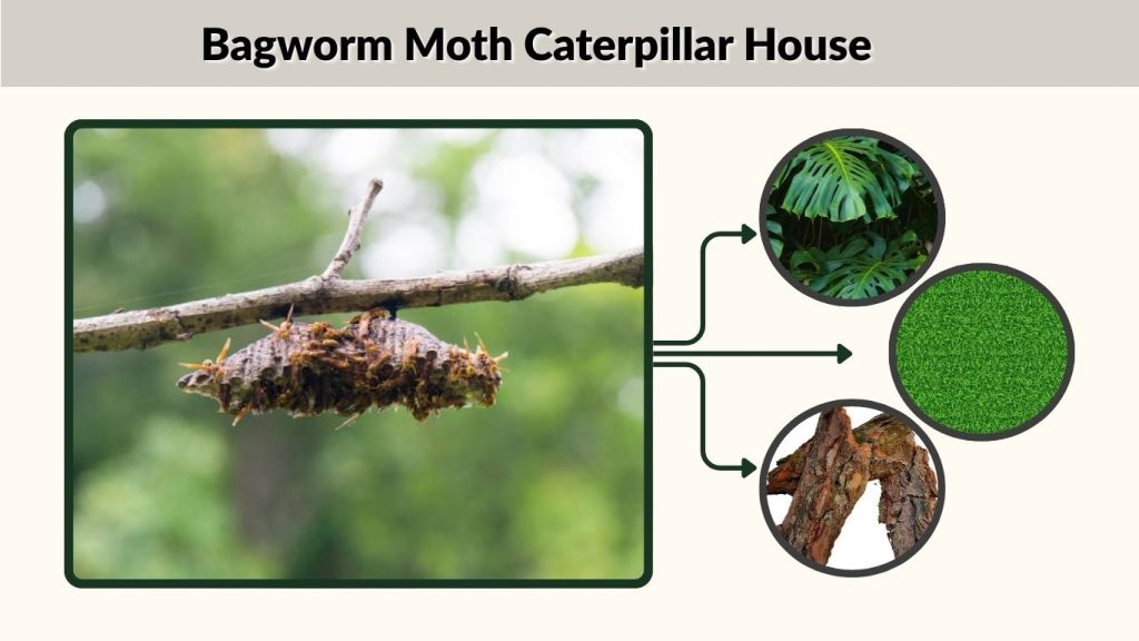 Bagworm Moth Caterpillar House