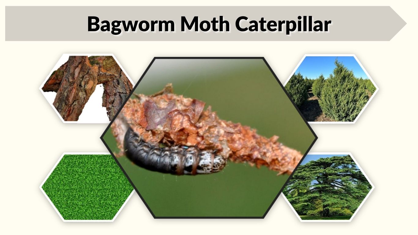 Bagworm Moth Caterpillar: House, Habitat, Facts & Control