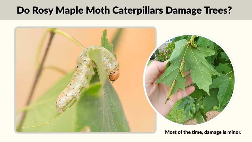 Do Rosy Maple Moth Caterpillars Damage Trees?