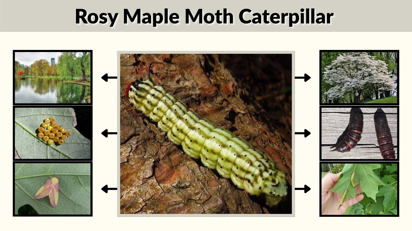 Rosy Maple Moth Caterpillar: ID, Host Plants & Safety