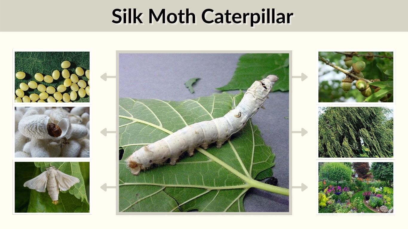 Silk Moth Caterpillar: Identification, Food and Life Cycle