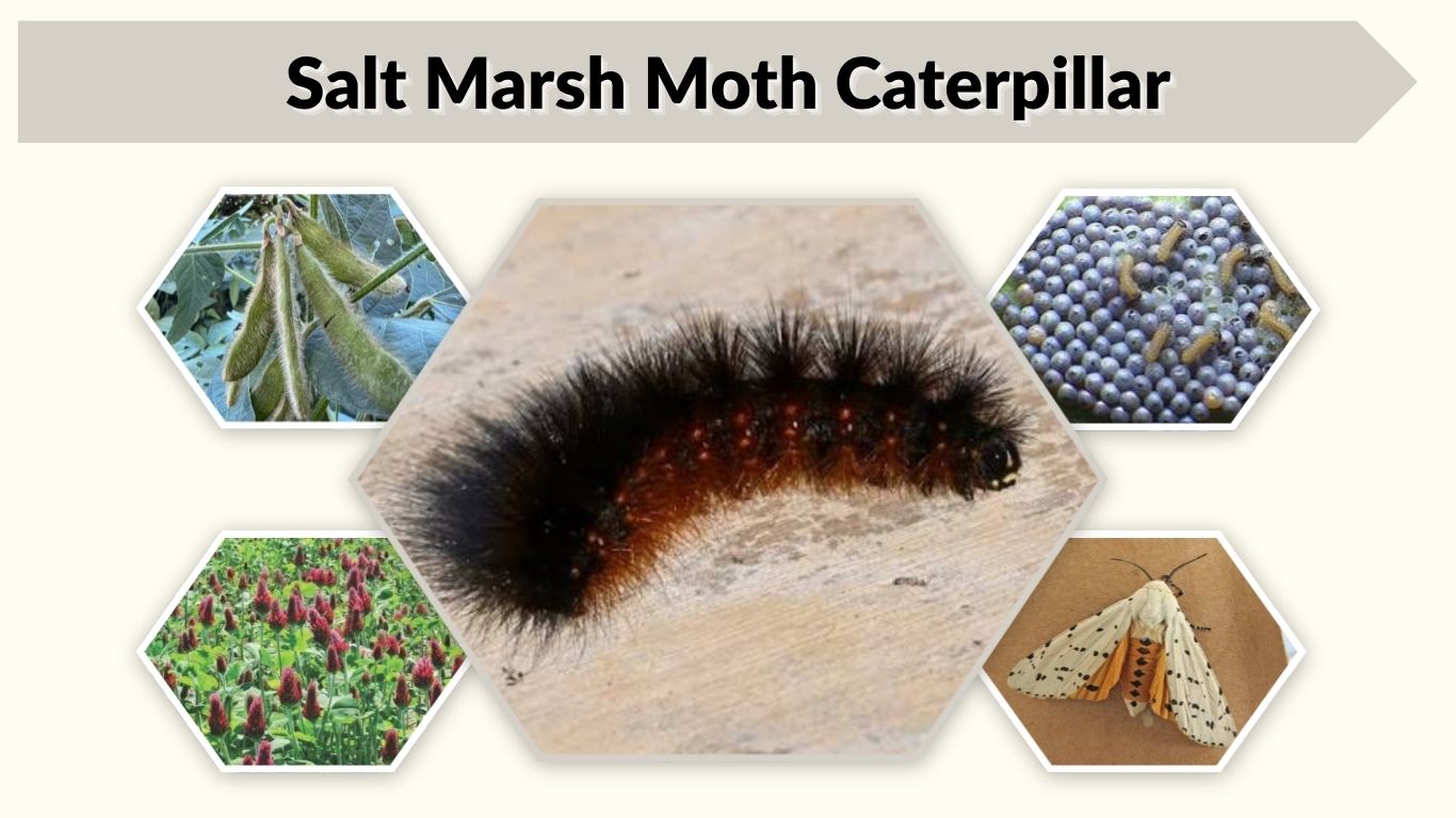Salt Marsh Moth Caterpillar: Diet, Sting and Life Cycle