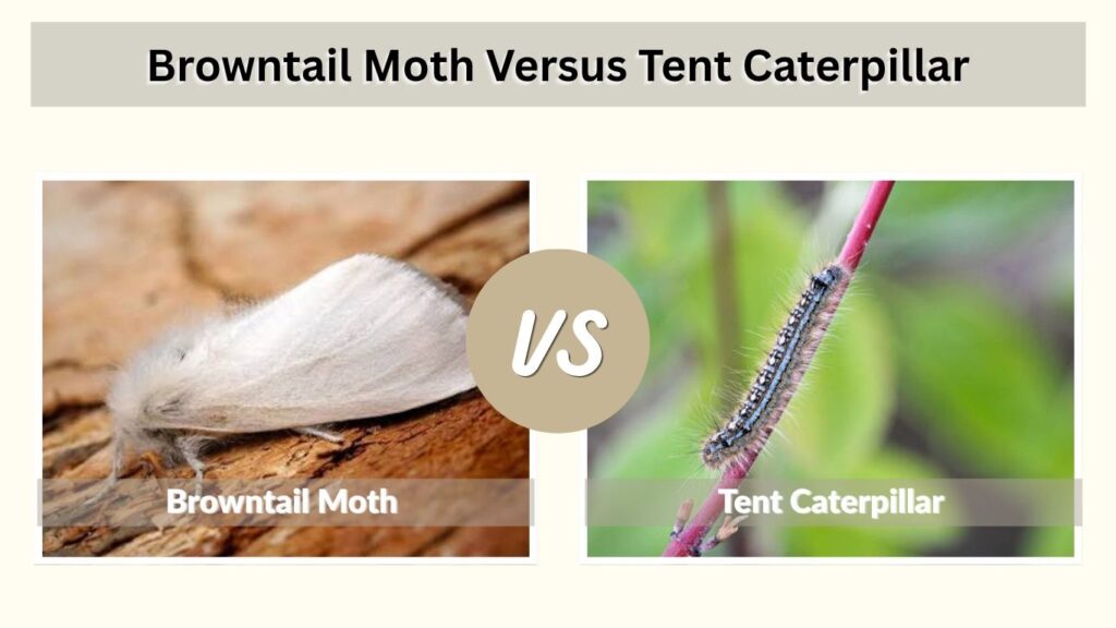 Browntail Moth Versus Tent Caterpillar
