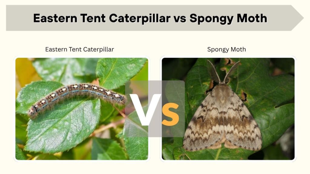 Eastern Tent Caterpillar vs Spongy Moth