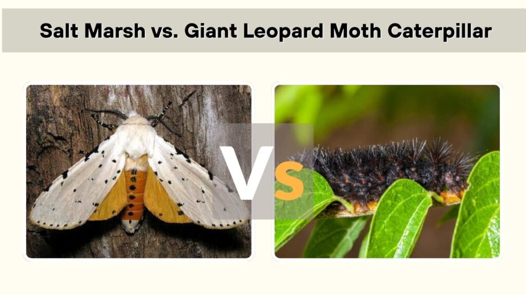 Salt Marsh vs. Giant Leopard Moth Caterpillar